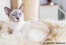 seal point siamese