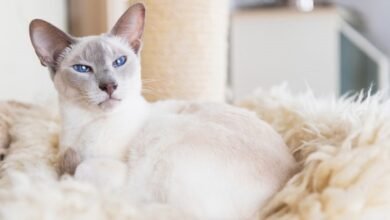 seal point siamese