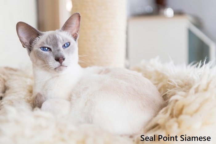 seal point siamese